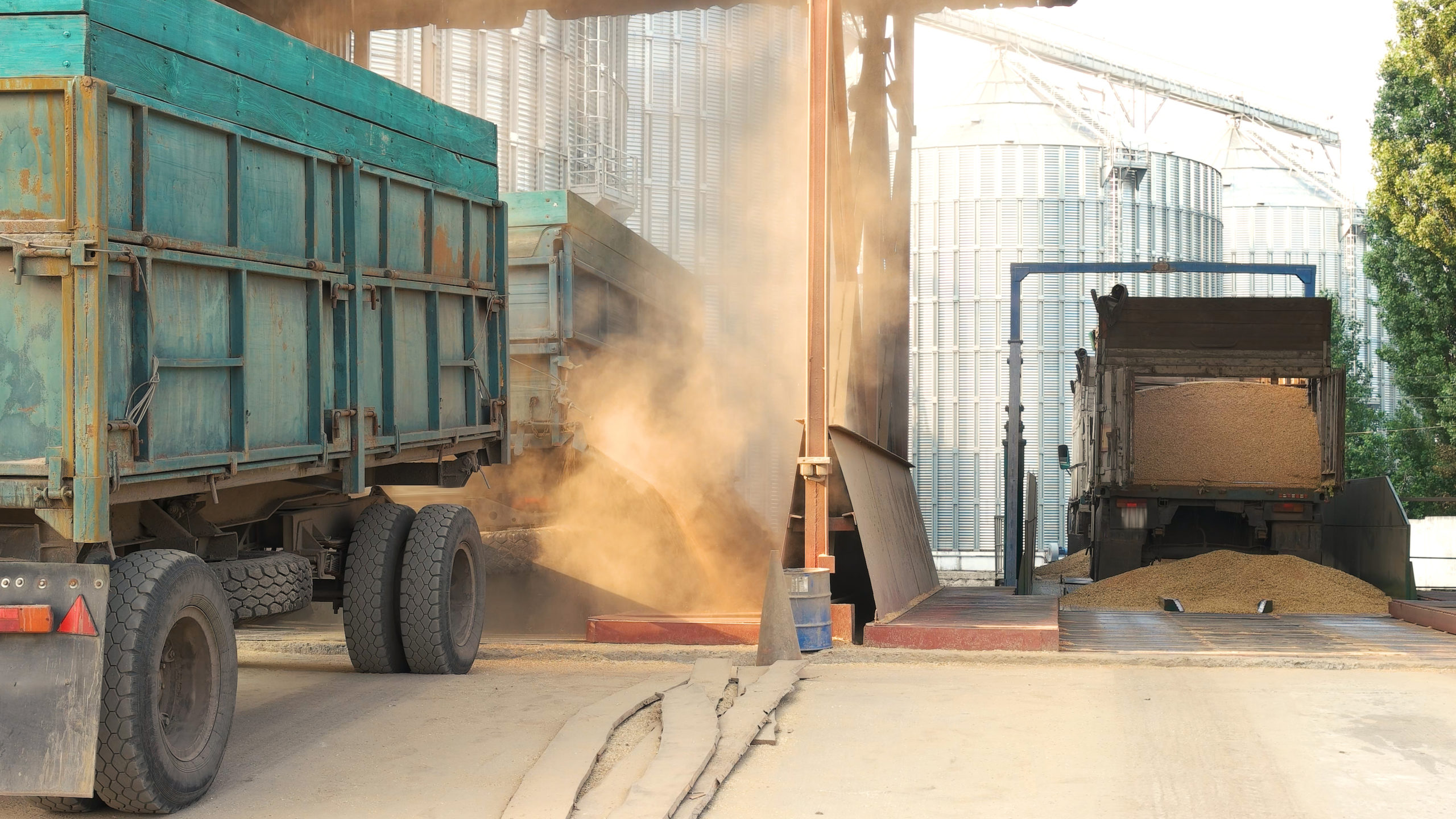 Trucks dumping grain in a warehouse after harvest.