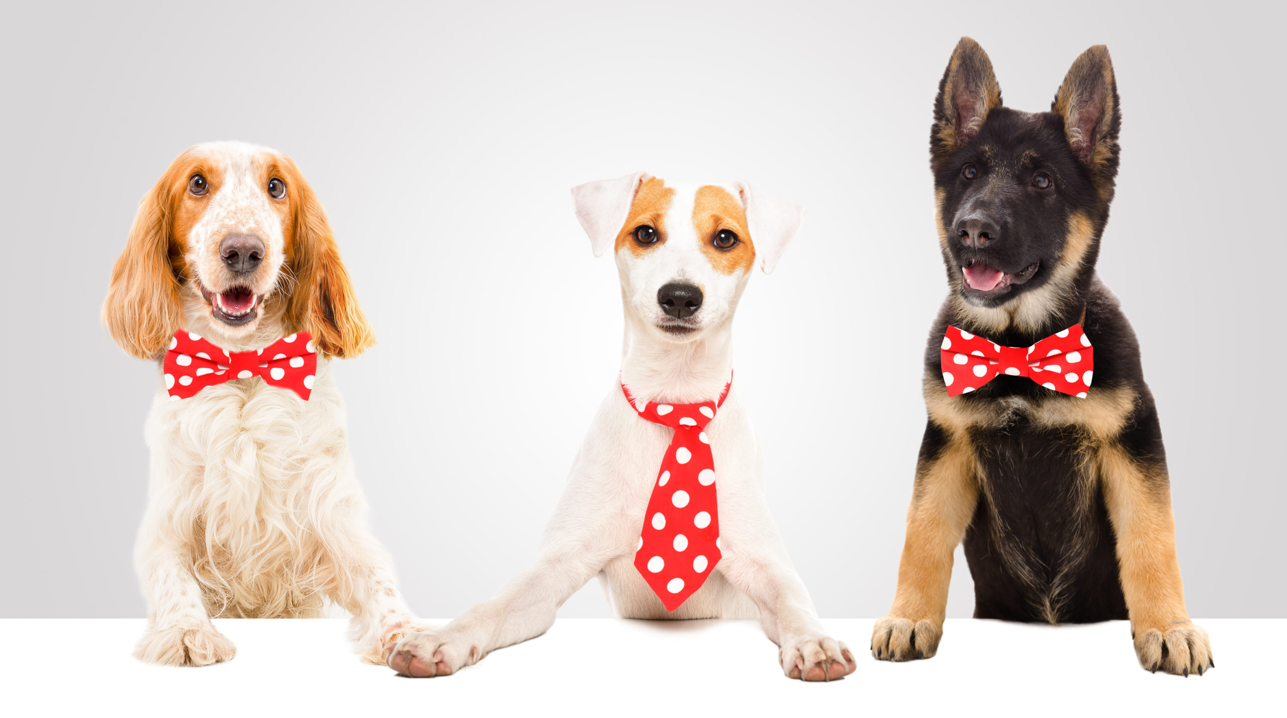 puppies wearing red and white polka dot ties sit at a table